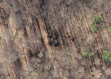 Pierwsze leśne opracowania z drona w Nadleśnictwie Dobrocin