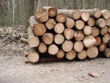 Cennik drewna i choinek 2023